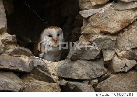 Barn Owl Looking Out of a Hole in a Wall - Tyto 66967281
