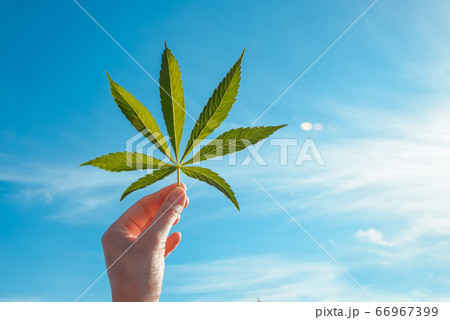 Green big leaf of cannabis in hand against sky. Concept for growing marijuana Green big leaf of cannabis in hand against sky. Concept for growing marijuana 66967399