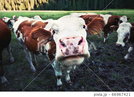 Funny young cow staring into camera 66967421