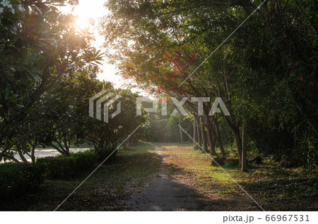 Garden with sunlight shining on backyard at 66967531