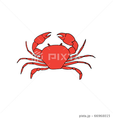 Vector hand drawn doodle sketch colored crab 66968015