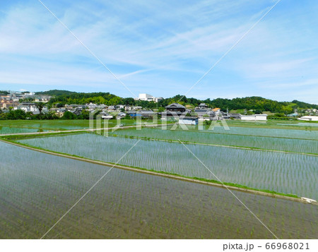 初夏の田園風景(大阪府箕面市粟生間谷東2丁目にて6月撮影) 66968021