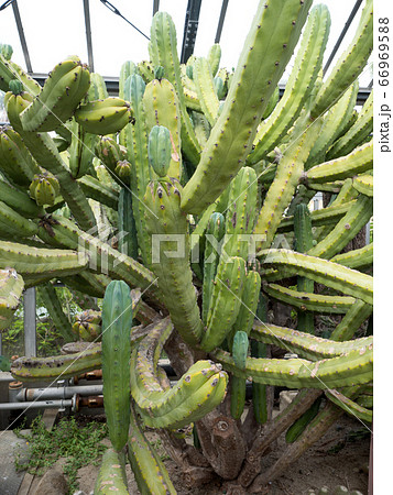 サボテン　アサギリカク 66969588
