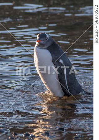 Wet gentoo penguin standing in water  at the 66970552