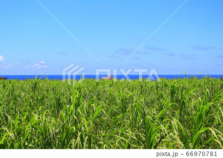 宮古島のサトウキビ畑 66970781