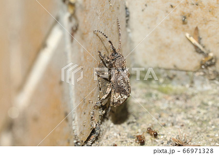 アトモンサビカミキリ 66971328