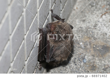 アブラコウモリ 66971402