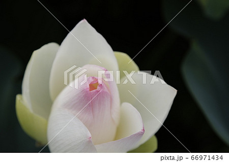 蓮の花 蓮の花 66971434