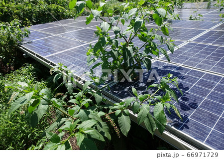 雑草が生い茂った太陽光発電所 66971729