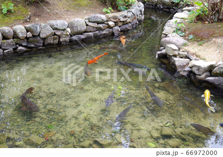 萩旧湯川家屋敷庭園の池の景色 66972000