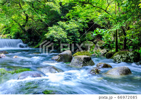 新緑の富川渓谷 万年の森の渓流 【長崎県諫早市】 新緑の富川渓谷 万年の森の渓流 【長崎県諫早市】 66972085