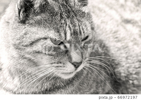 ネコの鋭い眼差し【モノクローム調】 66972197