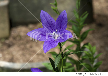 気品のある紫色の桔梗 気品のある紫色の桔梗 66972198