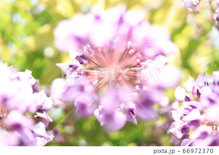 フジの花 66972370