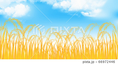 米 稲 農業 背景のイラスト素材