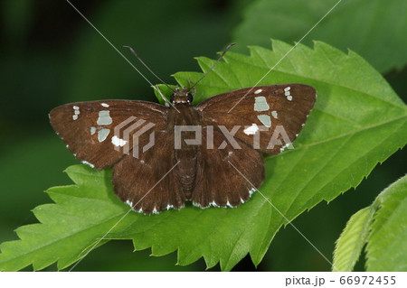 生き物　昆虫　ダイミョウセセリ、関東型です。関西型は後翅に白斑が目立ち、分岐点は関ケ原あたりだとか 66972455