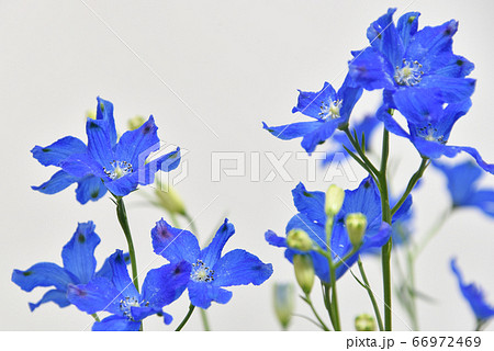 デルフィニウムの切り花の写真素材
