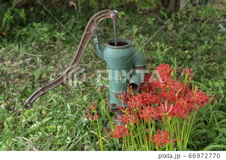 琵琶湖源氏浜の彼岸花と手押しポンプ 66972770