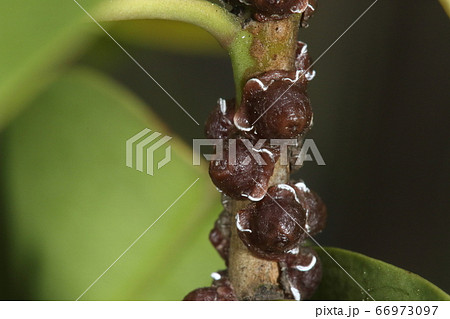 生き物 昆虫 ルビーロウカイガラムシ メスです 五ミリほどで帽子のような恰好ですが昆虫ですの写真素材