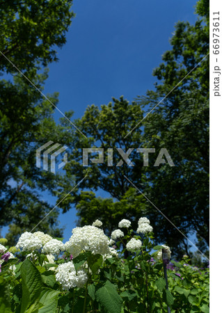 白いアジサイの花「アナベル」 66973611