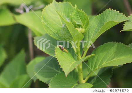 アジサイの葉の上でクモがハンティング！ 66973879