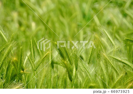 麦草の穂 66973925