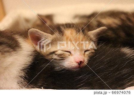 眠りを誘う寝顔 眠りを誘う寝顔 66974076