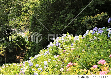 アジサイ園内の明と暗 66974117