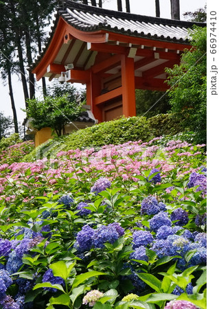 三室戸寺 山門風景 三室戸寺 山門風景 66974410