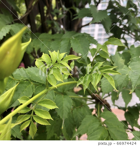 植物 花 葉 66974424