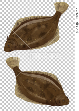 右向きと左向きのカレイのイラスト 66974492