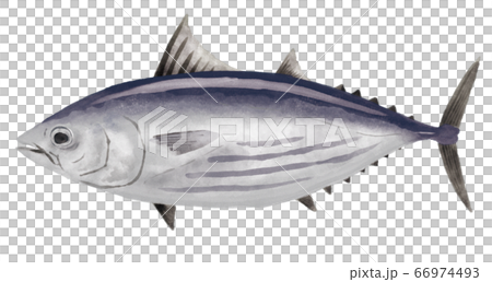 Skipjack illustration 66974493