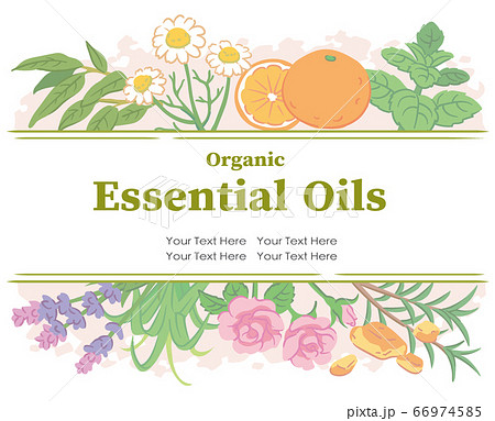 アロマオイルに使われるハーブなどを使ったデザイン ベクター画像のイラスト素材