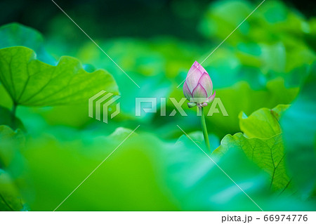 雨の中鹿央古代の森に華麗に咲く蓮の花 66974776