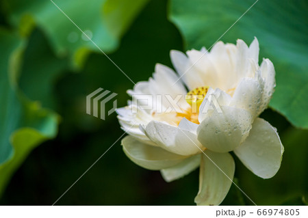 雨の中鹿央古代の森に華麗に咲く蓮の花 66974805