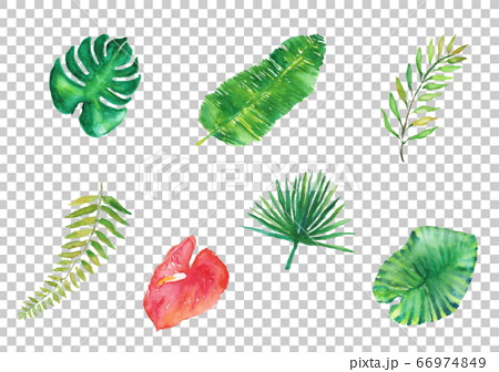夏 南国 葉 手描き セット 水彩 イラスト 熱帯 ヤシの葉 バナナの葉のイラスト素材