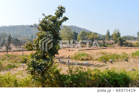 Landscape Scenery of Chhota Nagpur Semi arid Plateau 66975419