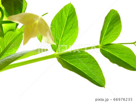 えんどう豆の花 えんどう豆の花 66976235