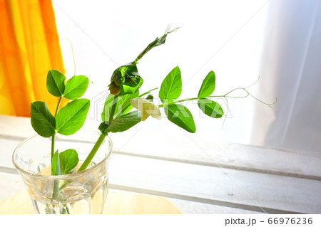 豌豆豆の花 豌豆豆の花 66976236