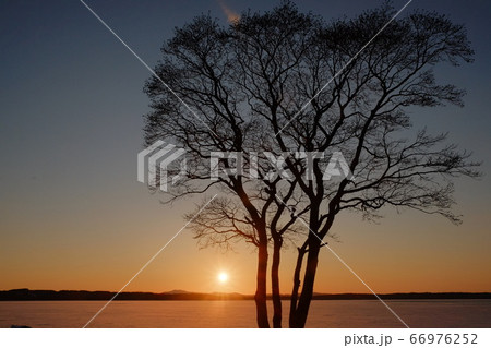 湖畔の樹と湖に沈む夕日 66976252