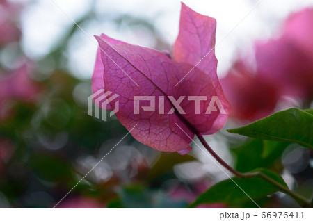Red and Pink Cyclamen Tulips Lilies Hydrangeas 66976411