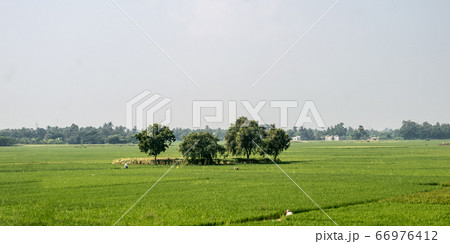 Trees on green spring meadow. Countryside 66976412