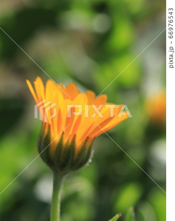 カレンデュラの花の写真素材