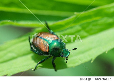マメコガネ マメコガネ 66976817