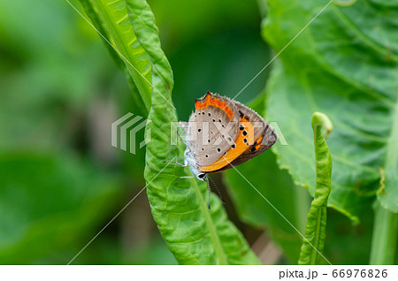 ベニシジミ 66976826