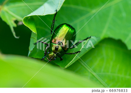 コガネムシ コガネムシ 66976833
