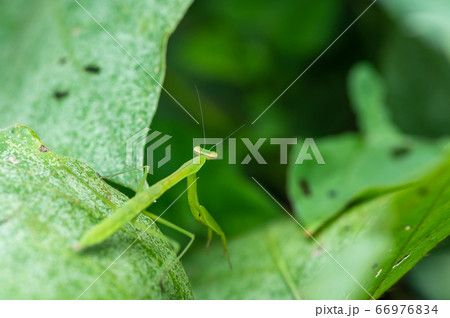 カマキリの幼虫 カマキリの幼虫 66976834