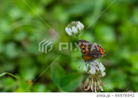 ベニシジミ ベニシジミ 66976842