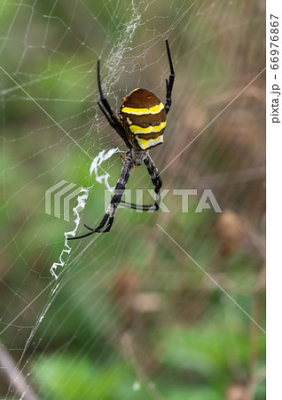 コガネグモ 66976867