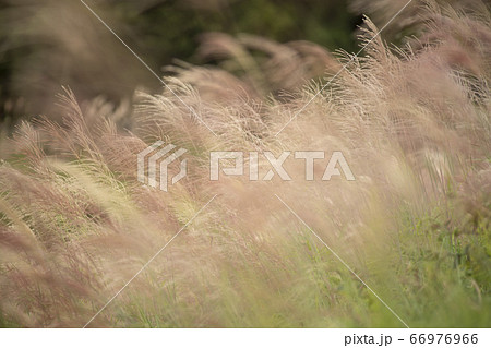 ススキ 66976966